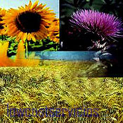 CALEFACCION BIOMASA LOWCOSTSERVICIOS.ES CALEFACCION BIOMASA LOWCOSTSERVICIOS.ES